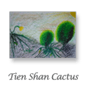 Tien Shan Cactus