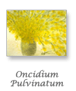 Oncidium Pulvinatum