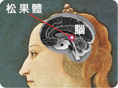 科學家重新探索第三眼